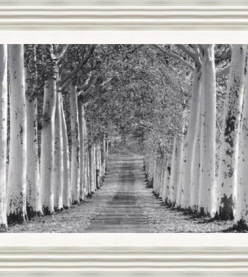 Avenue of Trees (Rectangle)