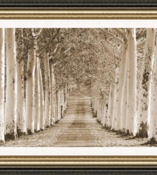 Avenue of Trees Sepia (Rectangle)