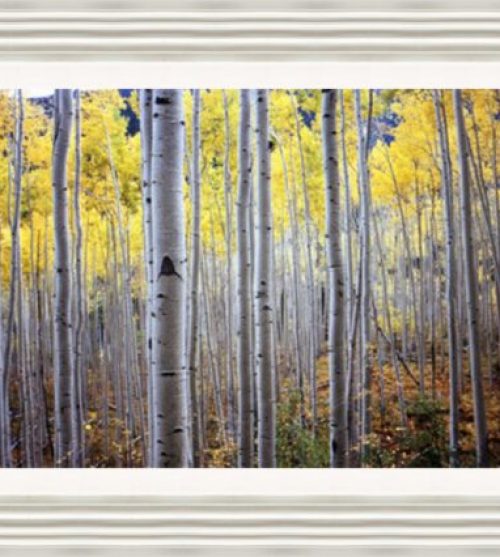 Birch Woods