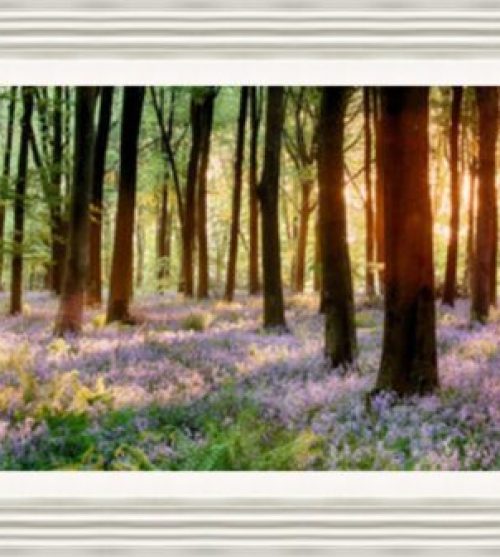 Bluebell Woods Sunrise