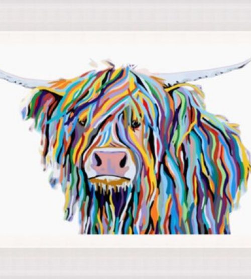 Coloured Highland Cow