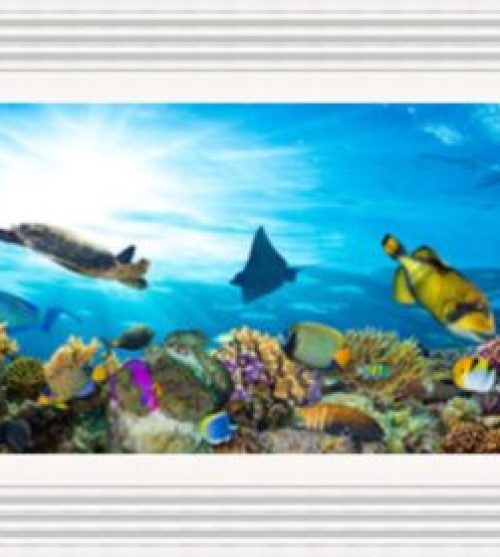 Coral Reef