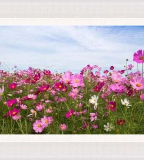 Cosmo Flowers in Field