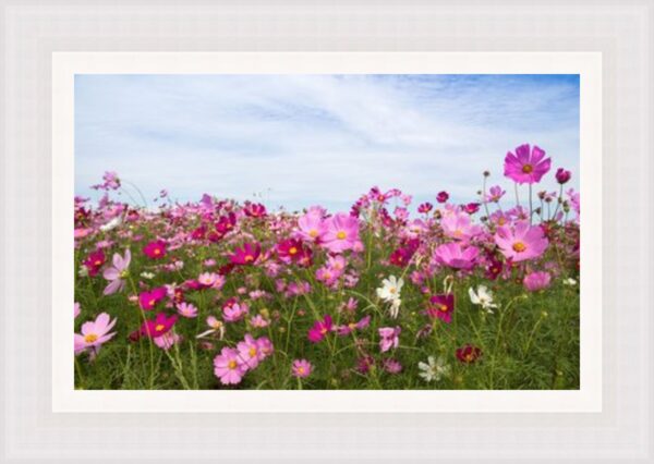 Cosmo Flowers in Field