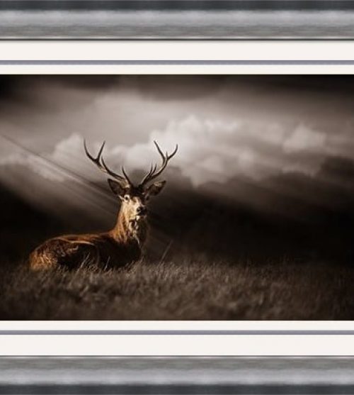 Deer Bathed in Sunrays