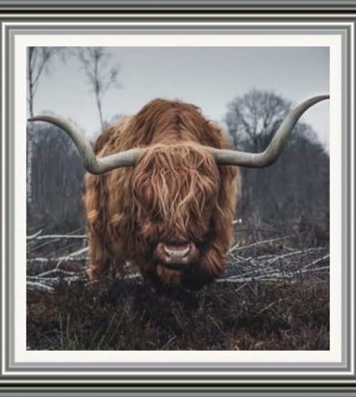Highland Bull