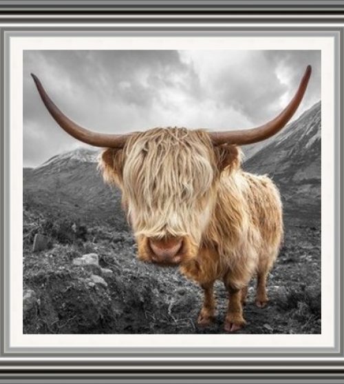 Highland Cow B & W
