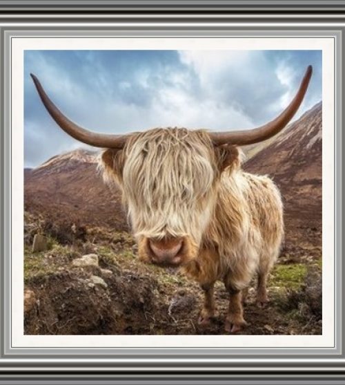 Highland Cow