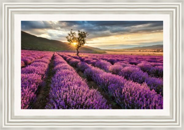 Lavender field at Sunrise