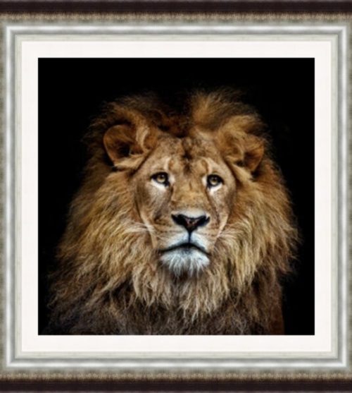 Lion 1