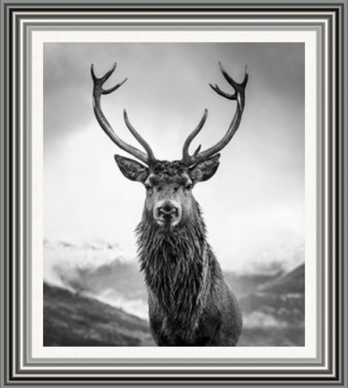 Monarch of the Glen