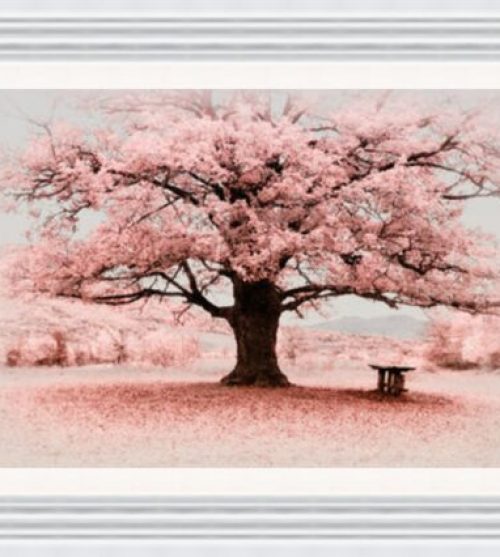 Bench under Pink Tree