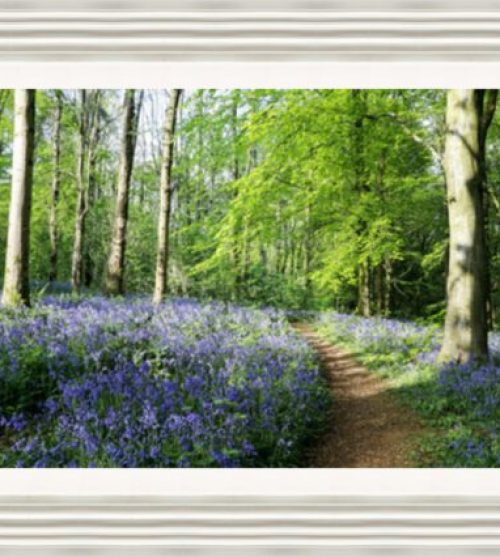 Portglenone Forest