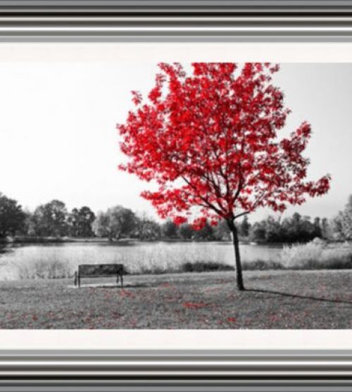 Red Tree over park bench