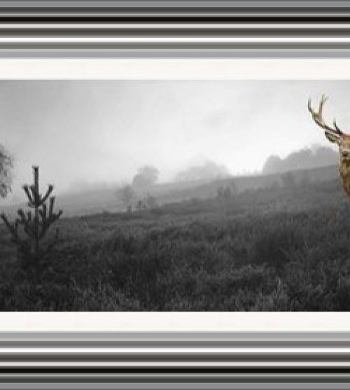 Stag B & W
