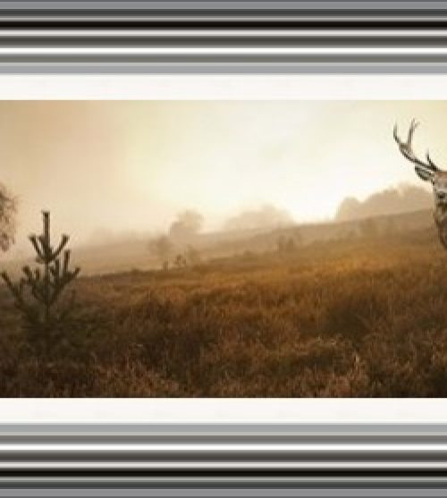 Stag