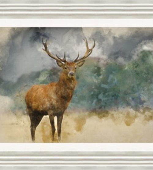 Watercolour Red Deer Stag