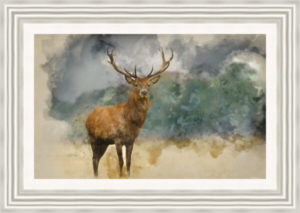 Watercolour Red Deer Stag
