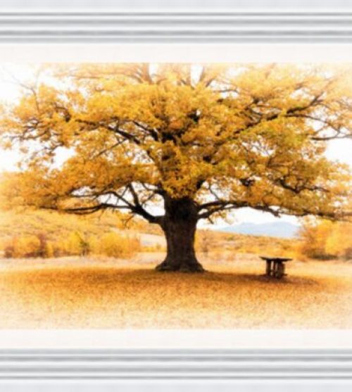 Bench under Yellow Tree
