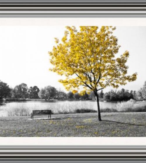 Yellow Tree over park bench