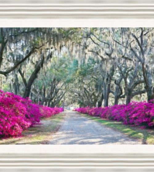 Azaleas Bonaventure