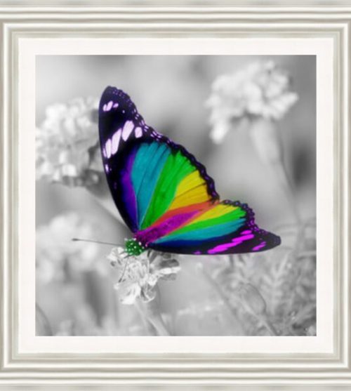Colourful Butterfly