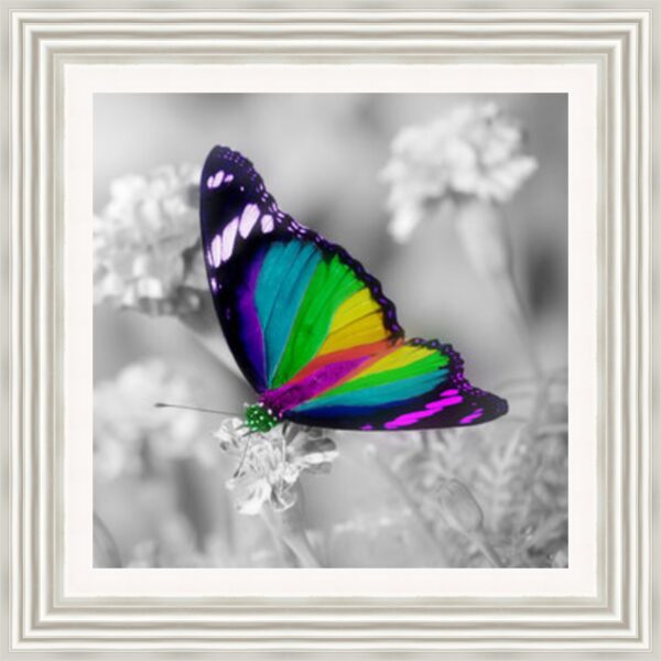 Colourful Butterfly