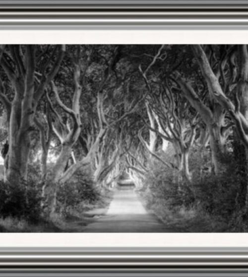 Dark Hedges Black & White