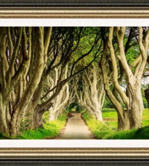 Dark Hedges Daytime